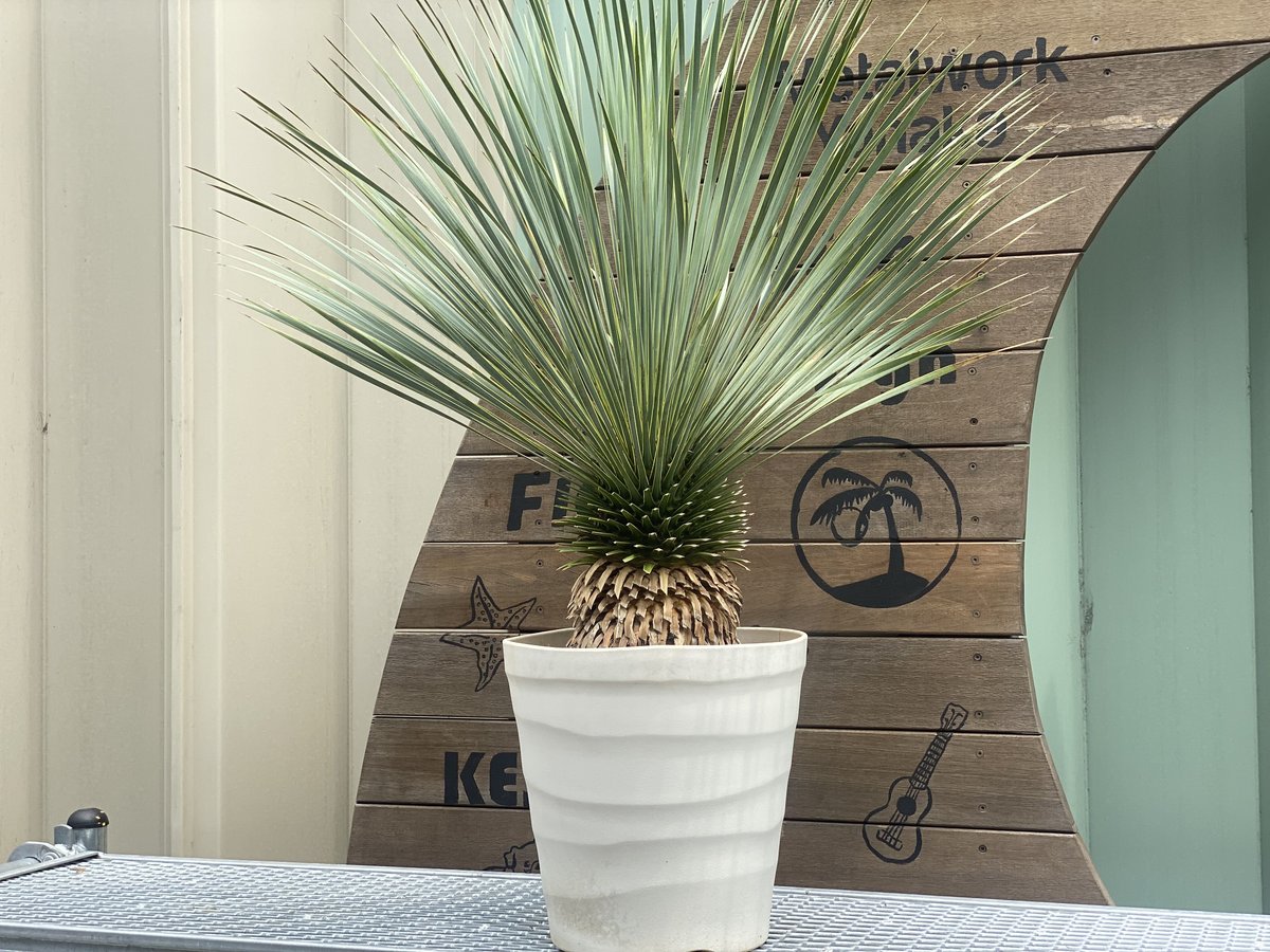 Yucca rostrata】ユッカ・ロストラータ | ACE GARAGE 8 - BAC Yucca rostrata】ユッカ・ロストラータ | ACE GARAGE 8 - BAC