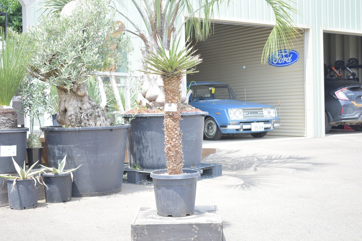 #63 ユッカフィリフェラ （Yucca Filifera） 発根済 34 ユッカフィリフェラ （Yucca Filifera） 発根済