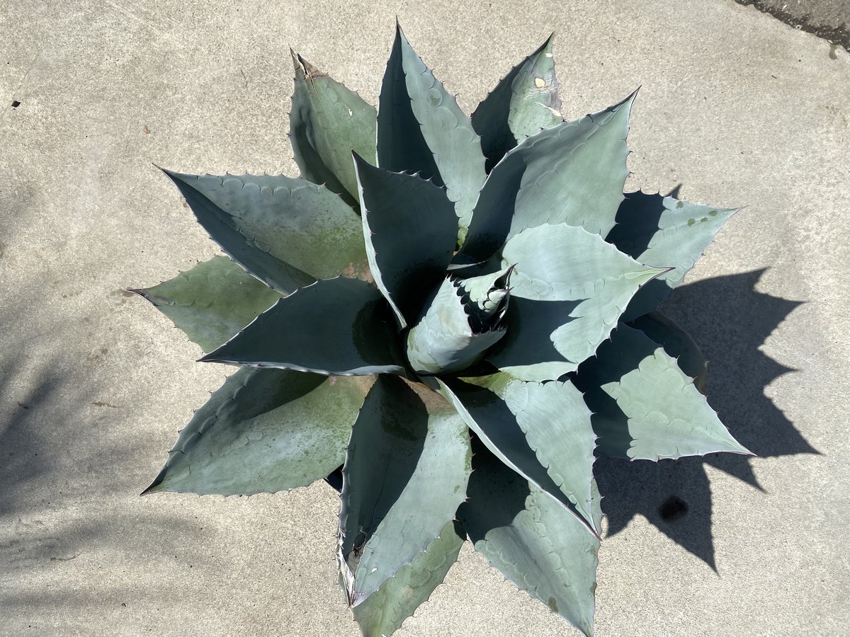 Agave ovatifolia 'Moby' アガベ オバティフォリア TC Agave ovatifolia 'Moby' アガベ オバティフォリア TC - メルカリ