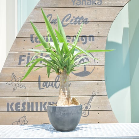 ユッカロストラータ | STORES