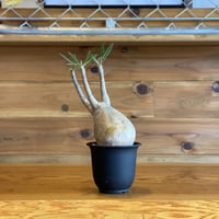 【Pachypodium gracilius】パキポディウム・グラキリス