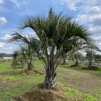 【Butia yatay】ココスヤシ