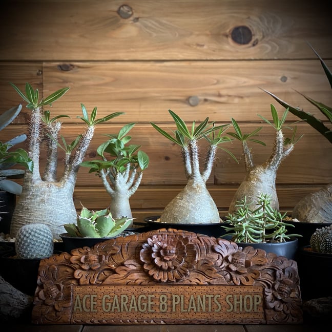 ACE GARAGE 8 - BACK YARD -