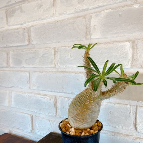 【Pachypodium gracilius】パキポディウム・グラキリス