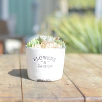 【Succulents】多肉植物寄せ植え