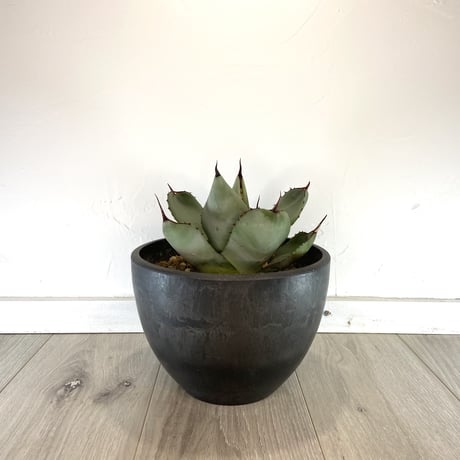【Agave parryi var. truncata】アガベパリートランカータ