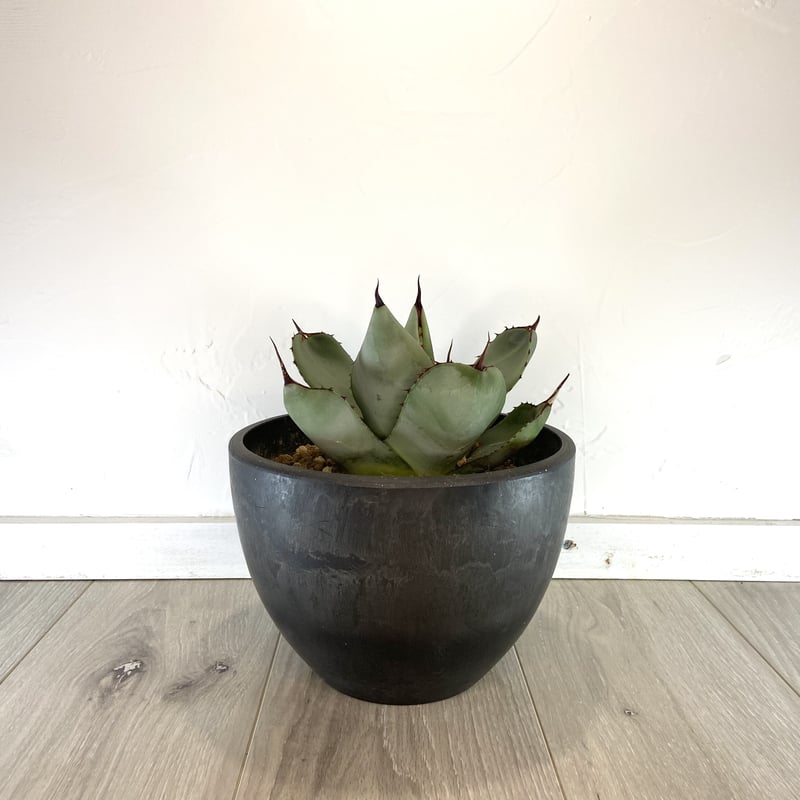 超希少！Parryi Guanajuato アガベ パリー グアナファト 親株！ 【公式