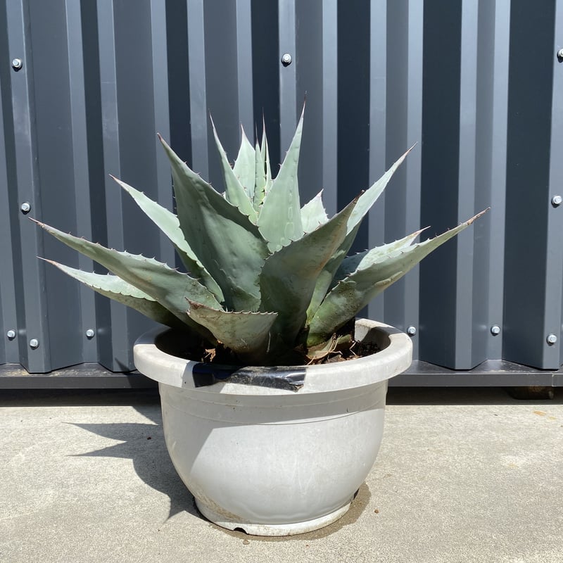 アガベ オバティフォリア 2 大株 アガベ・オバティフォリア ホワイトブルー 実生選抜株 2号ロング
