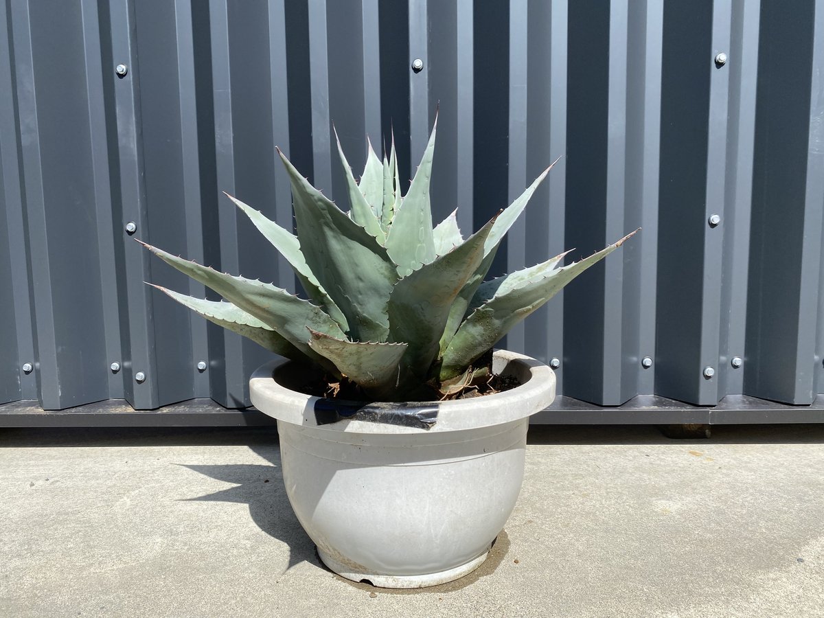 Agave ovatifolia アガベ・オバティフォリア