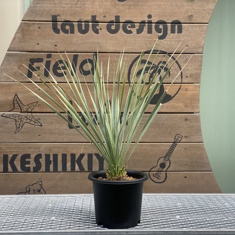 【Yucca rostrata】ユッカ・ロストラータ