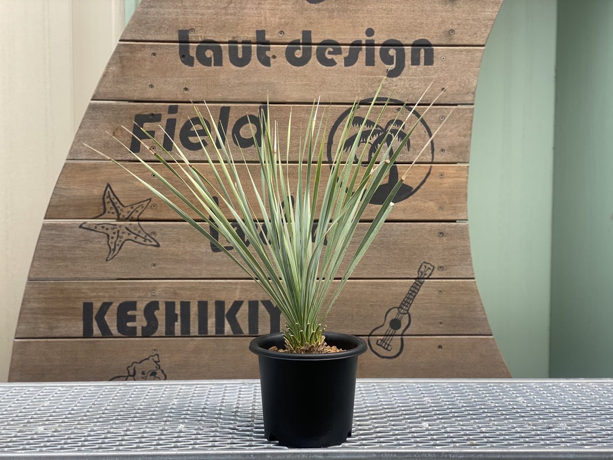 Yucca rostrata】ユッカ・ロストラータ | ACE GARAGE 8 - BAC