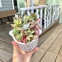 【Succulents】多肉植物寄せ植え