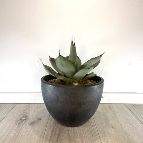 【Agave parryi var. truncata】アガベパリートランカータ