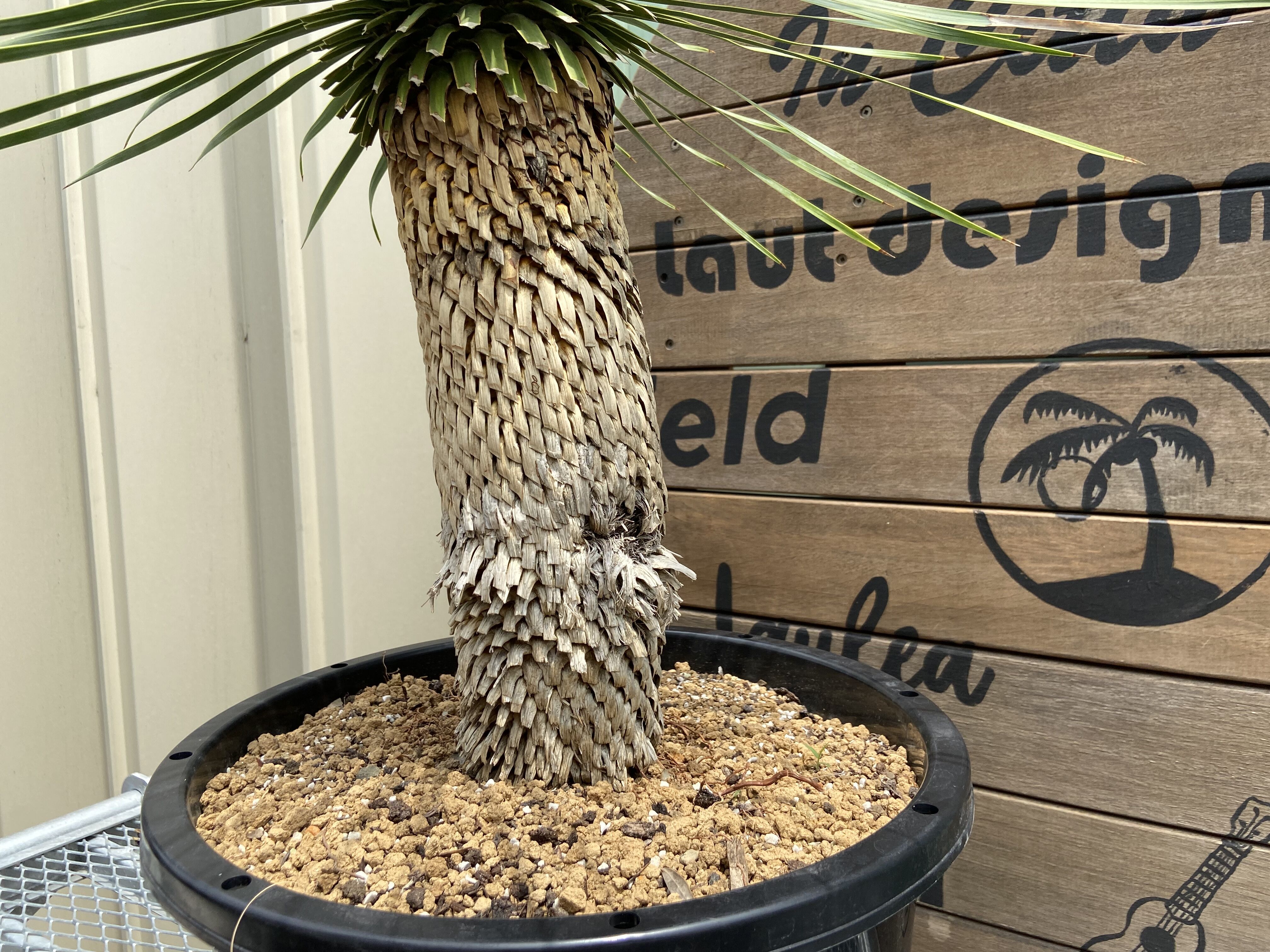 ユッカ ロストラータ yucca rostrata（発根済）#41 Yucca rostrata】ユッカ・ロストラータ | ACE GARAGE 8 - BAC
