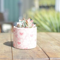【Succulents】多肉植物┊ホワイトカレー2頭