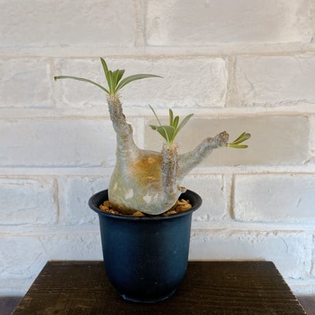 【Pachypodium gracilius】パキポディウム・グラキリス