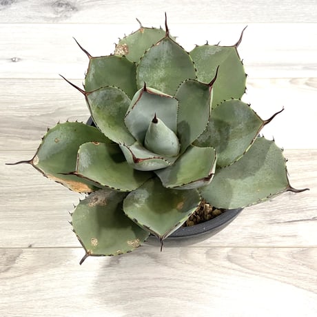 【Agave parryi var. truncata】アガベパリートランカータ