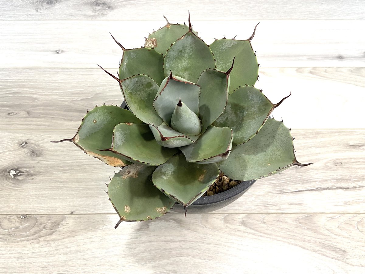 Agave parryi var. truncata】アガベパリートランカータ | ACE Agave parryi var. truncata】アガベパリートランカータ | ACE