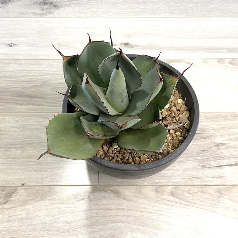 Agave parryi var. truncata】アガベパリートランカータ | ACE