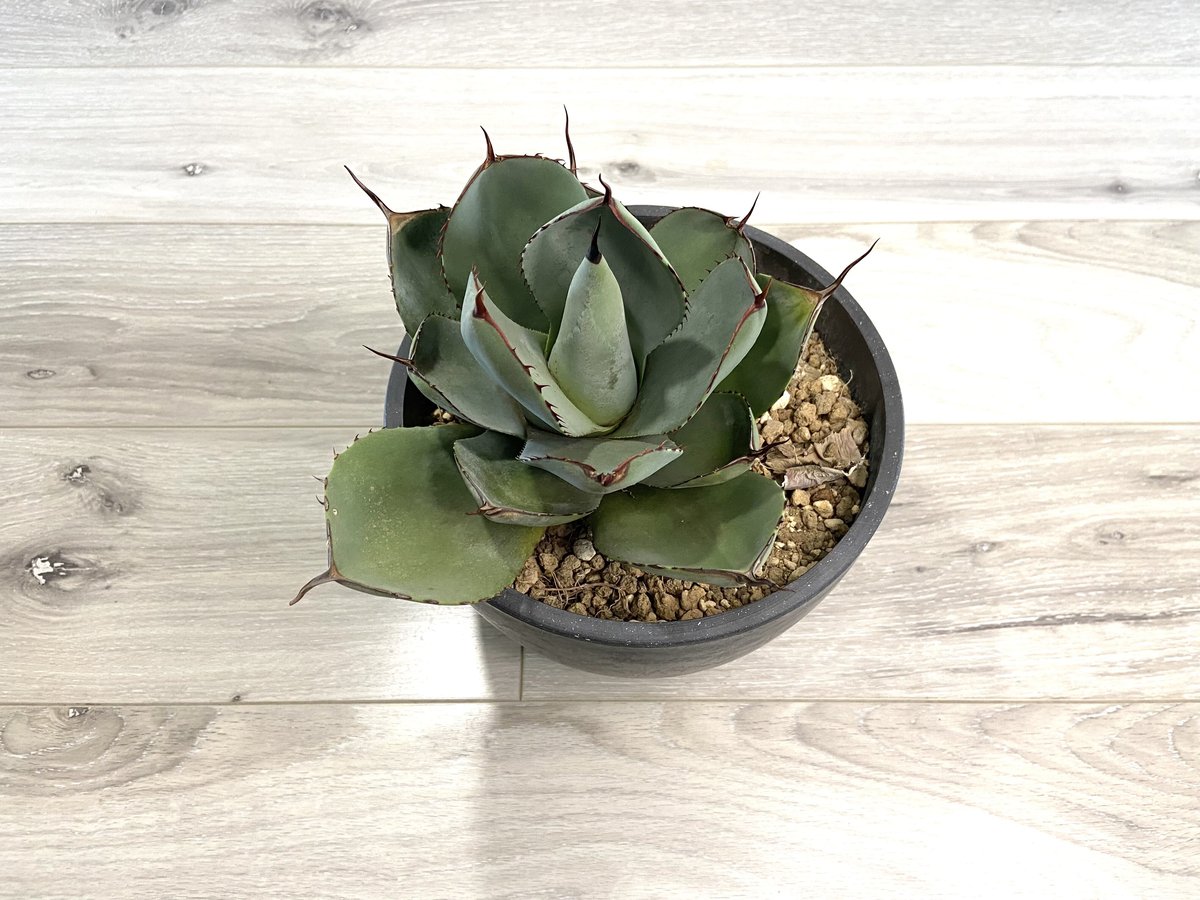 アガベ　パリー　トランカータ　中株　Agave parryi truncata アガベ・パリー トランカータ｜Agave parryi var. truncata