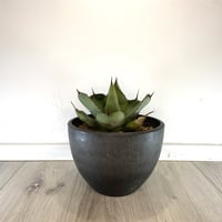 【Agave parryi var. truncata】アガベパリートランカータ