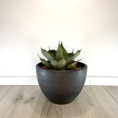 【Agave parryi var. truncata】アガベパリートランカータ