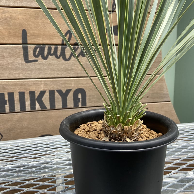 新品特売中 #98 ユッカ ロストラータ 発根済 yucca rostrata | www