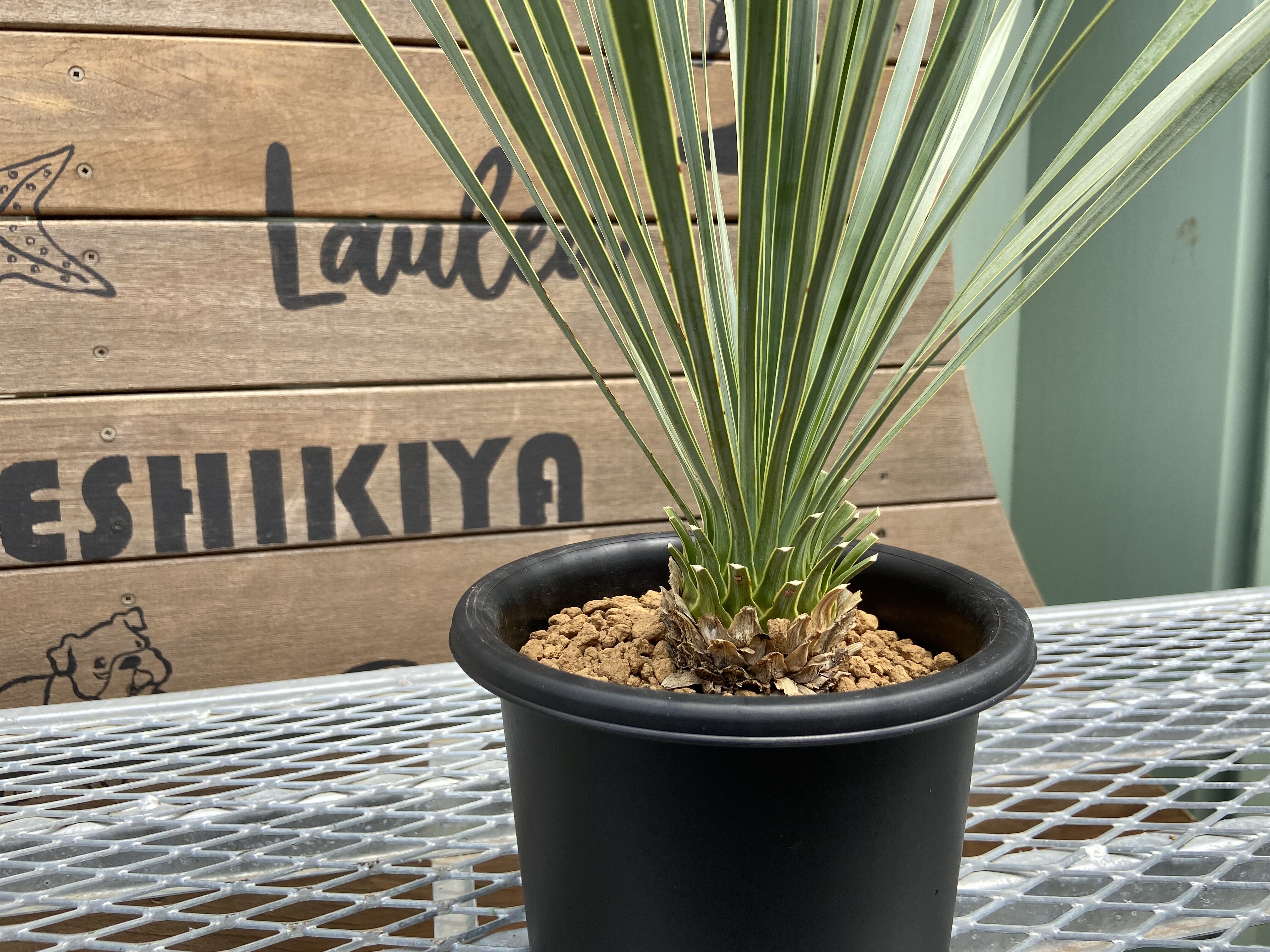Yucca rostrata】ユッカ・ロストラータ | ACE GARAGE 8 - BAC