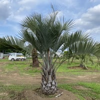 Butia yatay】ココスヤシ | ACE GARAGE 8 - BACK YARD -