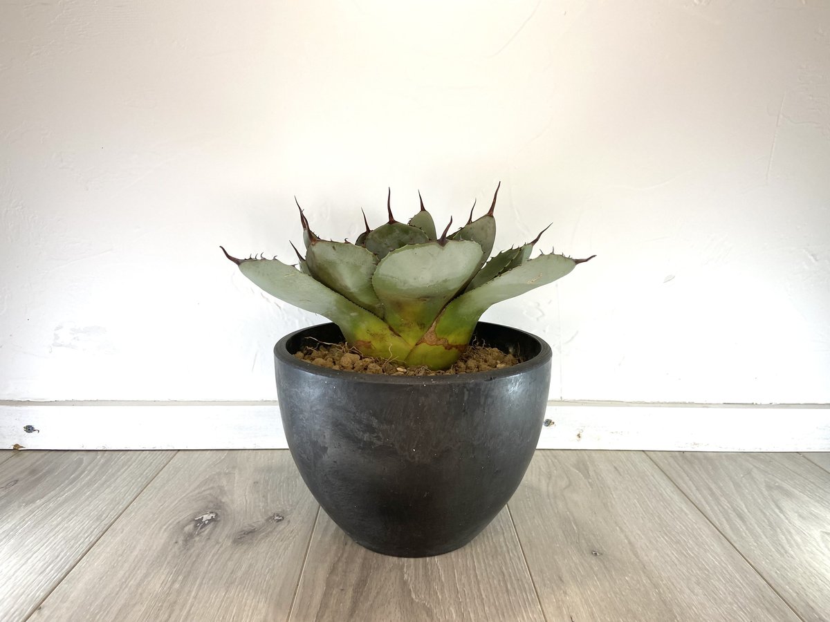 Agave parryi var. truncata】アガベパリートランカータ | ACE