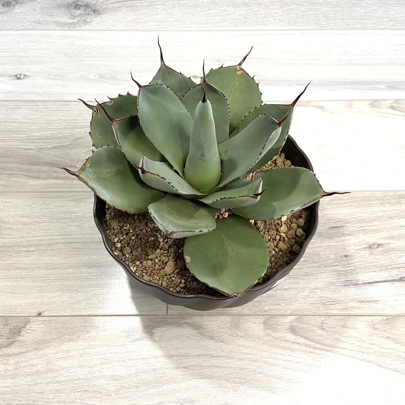Agave parryi var. truncata】アガベパリートランカータ | ACE