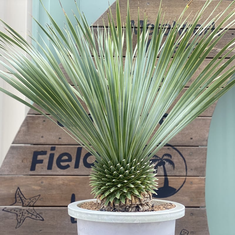 Yucca rostrata】ユッカ・ロストラータ | ACE GARAGE 8 - BAC Yucca rostrata】ユッカ・ロストラータ | ACE GARAGE 8 - BAC