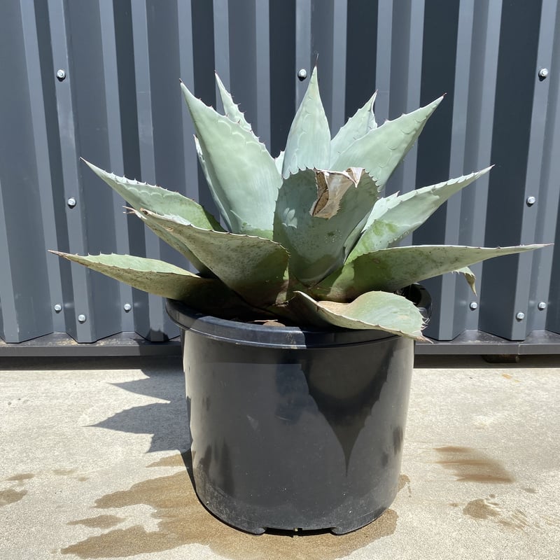 Agave ovatifolia】アガベ・オバティフォリア | ACE GARAGE 8 - Agave ovatifolia】アガベ・オバティフォリア | ACE GARAGE 8 -