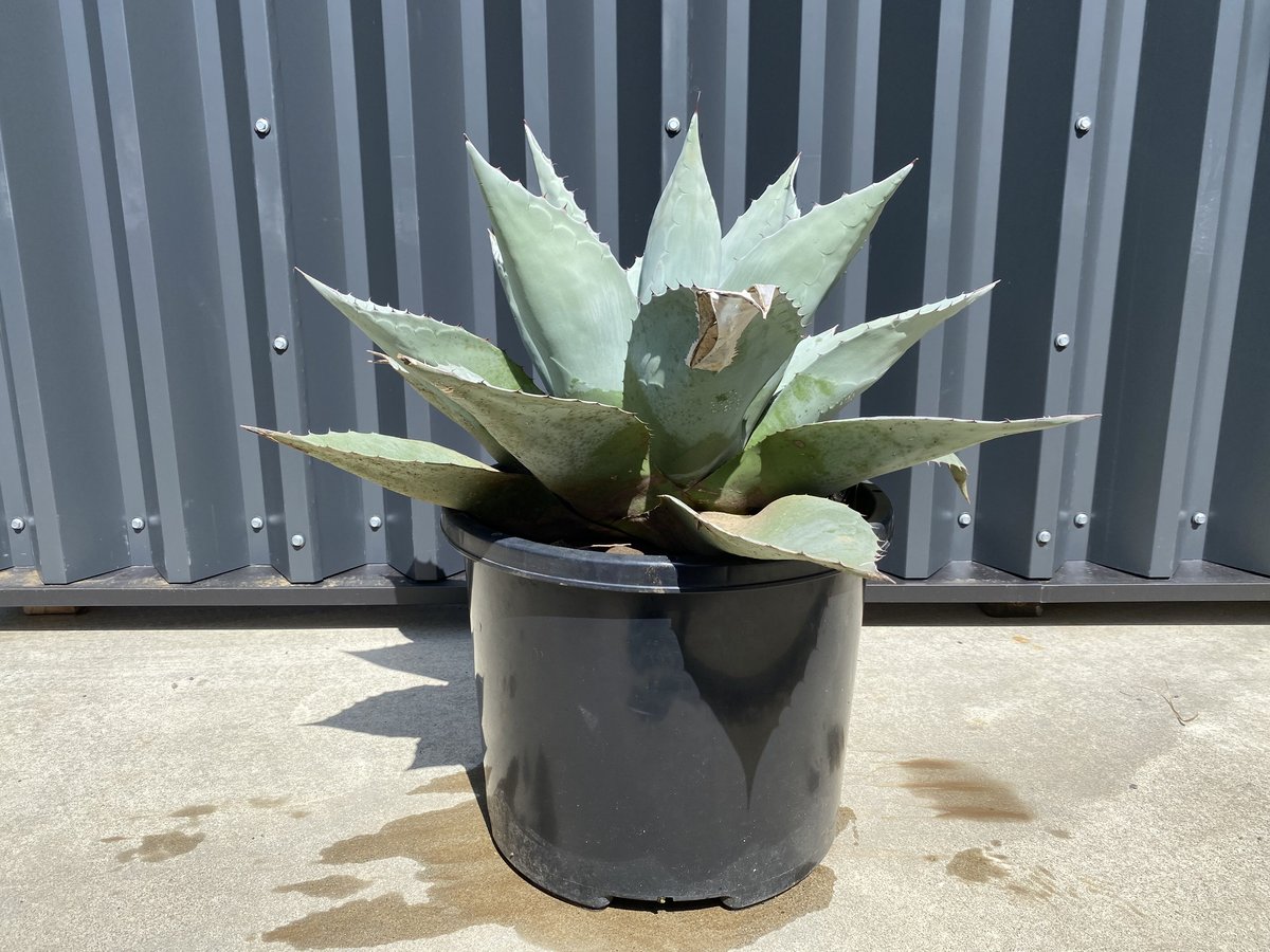 Agave ovatifolia】アガベ・オバティフォリア | ACE GARAGE 8 -