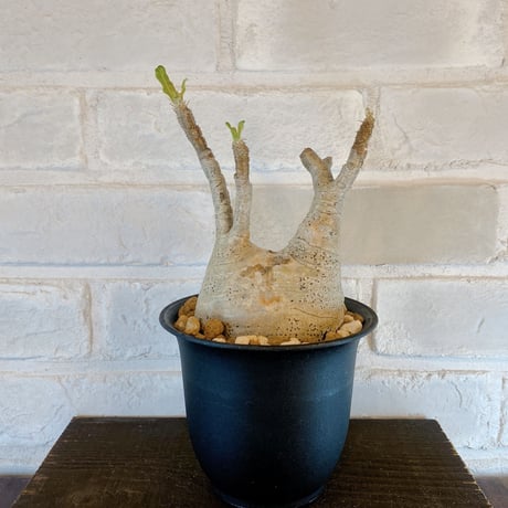 【Pachypodium gracilius】パキポディウム・グラキリス