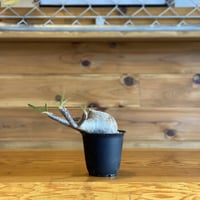 【Pachypodium gracilius】パキポディウム・グラキリス