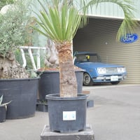 【Yucca carnerosana】ユッカ・カルネロサーナ