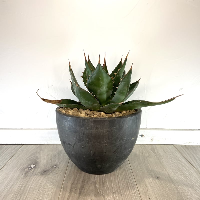 2126アガベ　モンタナ　Agave montana 排棘 極美株 2株同梱 935アガベ モンタナ Agave montana 強棘 狂刺 排棘 極上美株