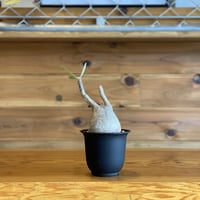【Pachypodium gracilius】パキポディウム・グラキリス