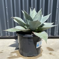 Agave parryi var. truncata】アガベパリートランカータ | ACE