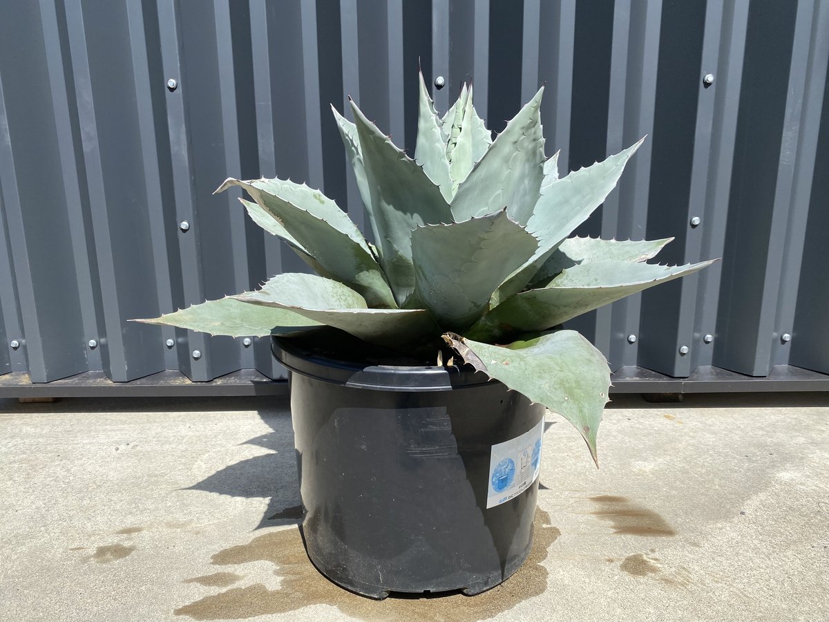 Agave ovatifolia 'Moby' アガベ オバティフォリア TC Agave ovatifolia 'Moby' アガベ オバティフォリア TC - メルカリ