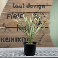 【Yucca rostrata】ユッカ・ロストラータ