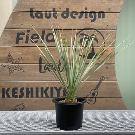 【Yucca rostrata】ユッカ・ロストラータ