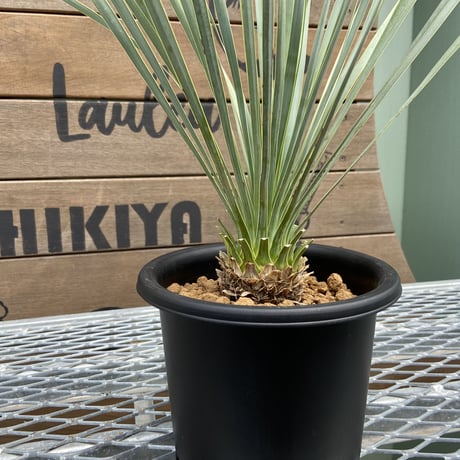【Yucca rostrata】ユッカ・ロストラータ