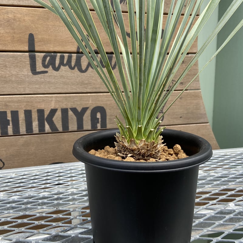 ユッカロストラータ100株＋α ユッカ ロストラータ 実生株 Yucca Rostrata 005 | Sunny Branch