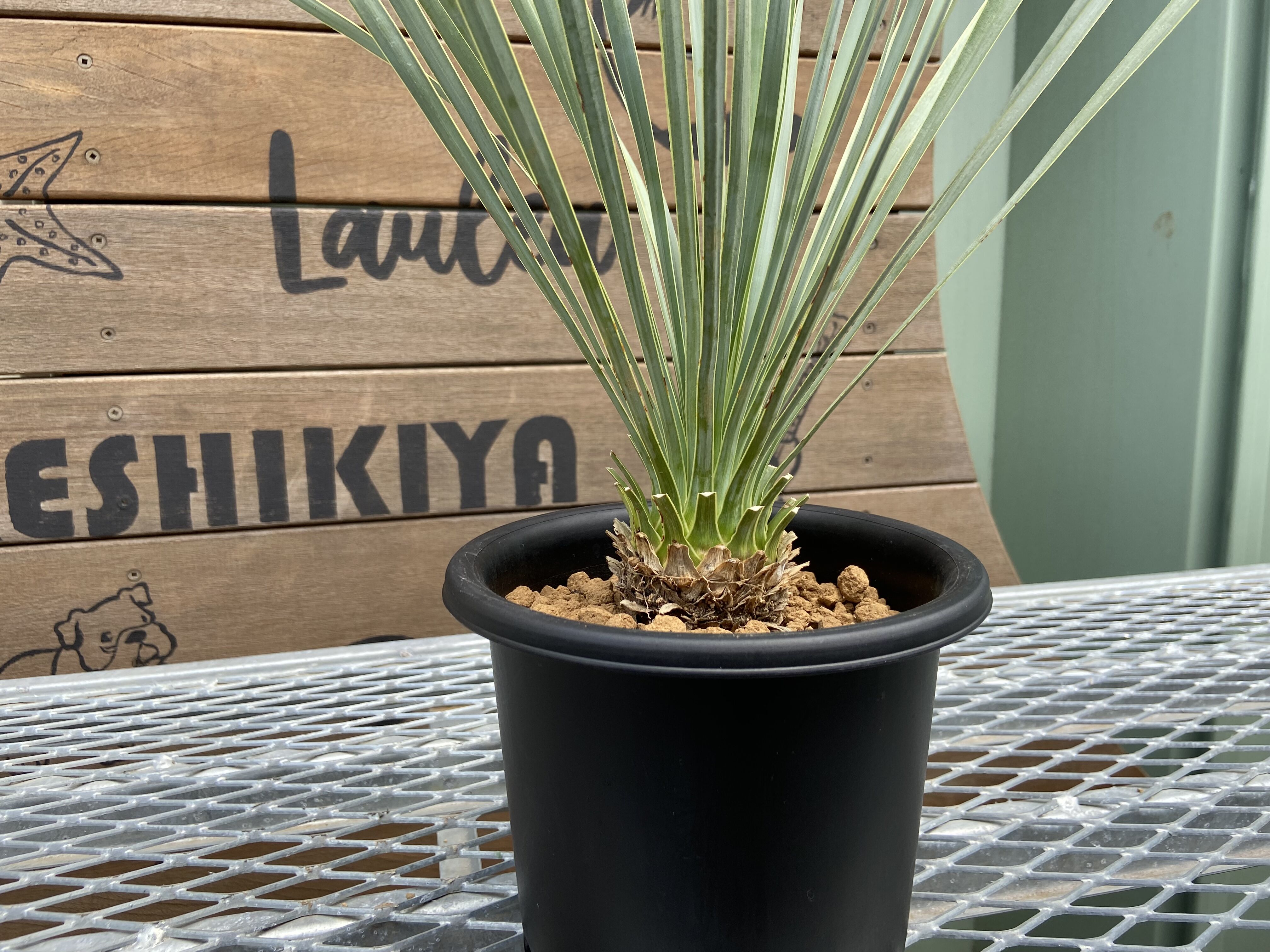 Yucca rostrata】ユッカ・ロストラータ | ACE GARAGE 8 - BACK YARD -