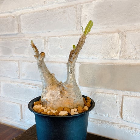 【Pachypodium gracilius】パキポディウム・グラキリス