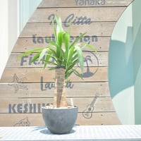 【Yucca elephantipes】ユッカ・エレファンティペス┊ユッカ・マヤツリー