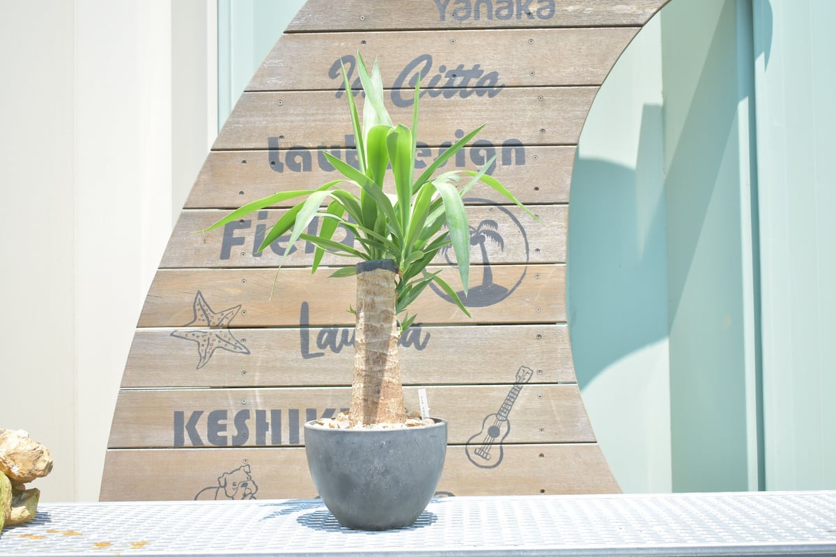 Yucca elephantipes】ユッカ・エレファンティペス┊ユッカ・マヤツリー