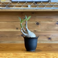 【Pachypodium gracilius】パキポディウム・グラキリス